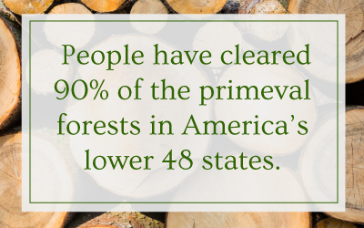 People have cleared 48% of America's primeval forests