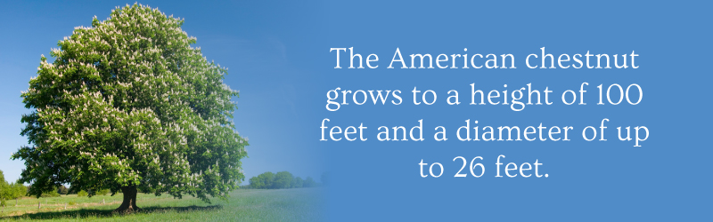 American chestnut trees grow up to 100 feet tall and 26 feet in diameter