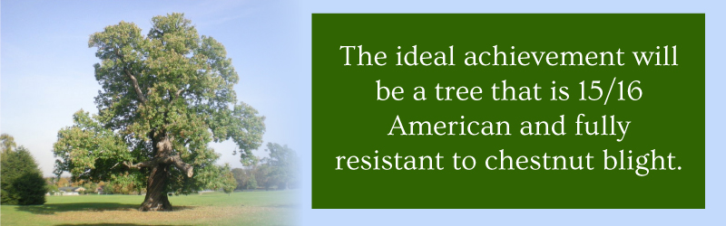 American Chestnut Blight Tree resistance