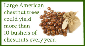 American chestnut trees offer 10 bushels of chestnuts per year